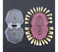 Modèle de Dents de démonstration, modèle de Dents Amovible, avec gencive Souple et 28 Dents Amovibles, enseignement Standard, pour l'enseignement Dentaire et la Communication médecin-Patient.