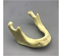 Modèle De Dents De Mandibule - Modèle D'Enseignement des Dents - Modèle De Pratique De La Mandibule sans Gencive - Os Spongieux Simulé - pour Modèle De Formation À La Pratique De L'Implantologie Oral