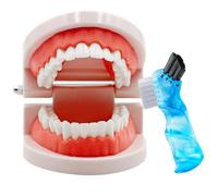 Modèle de dents dentaires avec brosse à dents standard, modèle de brossage des dents, modèle de démonstration de la bouche pour enfants, outils d'enseignement dentaire, fournitures d'étude