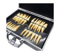Modèle de dents dentaires grossies 2,5 x - Kit de 32 dents for adultes avec étui de rangement, dents bicolores grossies, outils éducatifs et pédagogiques