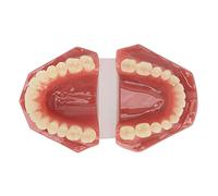 Modèle de Dents Dentaires, Modèle de Démonstration Dentaire Réutilisable Orthodontique Adultes Résine 28 Dents Formation pour Clinique pour Dentiste