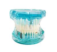 Modèle de Dents Dentaires, Modèle de dents dentaires de démonstration de typodonte standard de gencives adultes enseigner les dents de pratique d'étude