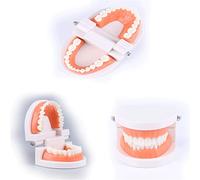 Modèle De Dents Dentaires Standard, modèle de prothèse de démonstration de typodonte adulte, modèles de dents de dentiste de pratique, 3 pièces