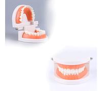 Modèle De Dents Dentaires Standard, modèle de prothèse de démonstration de typodonte adulte, modèles de dents de dentiste de pratique, 2 pièces