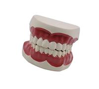 Modèle de dents dentaires standard pour l'enseignement - Dents standard pour la démonstration de la pratique de l'enseignement