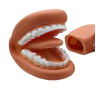 Modèle de dents éducatives - Entraîneur, écran en caoutchouc | Support alimentaire flexible, réplique d'ajustement des mains, cours d'anatomie, présentations d'attention, coins d'étudiant