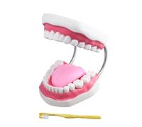 Modèle de dents humaines proportionnellement précis avec langue mobile, facile à observer, peut enseigner aux enfants les connaissances sur les soins dentaires modèle des dents pour la pratique des