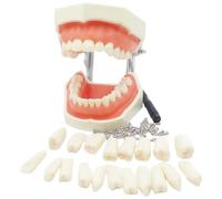 Modèle de dents, modèle de dents Typodont avec résine dentaire amovible pour l'enseignement des études