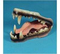Modèle De Dents, modèle d'enseignement des dents d'animaux, modèle Wolf Teethy, utilisation pour étudier, enseigner