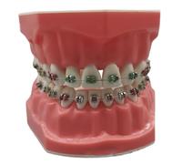 Modèle de dents modèle dentaire typodont réaliste de 3, 0 x 2, 4 pouces avec fils métalliques et support pour enfants et adultes, outil formation dentiste affichage éducatif