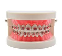 Modèle de dents orthodontiques standard pour l'enseignement des dents avec supports
