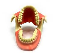 Modèle de dents pour la pratique de l'élévation sinusale maxillaire et de l'implant dentaire, modèle de dents pour la décomposition mandibulaire, modèle anatomique de démonstration
