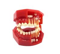 Modèle de dents primaires et permanentes pour enfants de 3 à 12 ans (idéal pour les enfants de 3 à 6 ans)