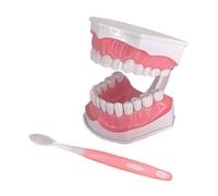 Modèle de dents standard avec brosse à dents pour prothèses dentaires pour enfants, fournitures d'étude 2 fois pour outils d'affichage, modèle de prothèse pour l'enseignement