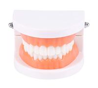 Modèle de dents standard pour enfants, modèle de démonstration standard compatible avec W/Kids Teachig Dis