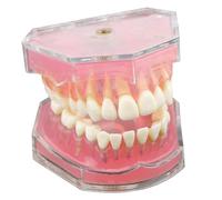 Modèle de dents Typodont avec dents amovibles, étude du modèle dentaire, enseignement du Mode dentaire.