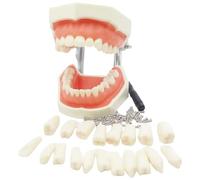 Modèle de dents Typodont avec dents amovibles, modèle d'enseignement dentaire en résine, idéal pour l'étude, la démonstration de pratique, l'apprentissage en ffichage la formation