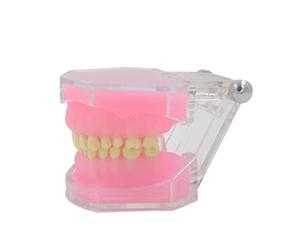 Modèle de dents Typodonts dentaires Modèle de démonstration d ' analyse d ' étude d ' implant dentaire détachable pour l ' enseignement Typodont dentaire détachable pour l ' enseignement