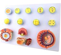 Modèle de développement d'embryons-modèle de processus de fécondation et de développement précoce d'embryons, modèle de placenta d'enseignement d'obstétrique et de gynécologie développement