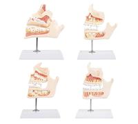Modèle de développement des dents d ' anatomie éducative Modèle de démonstration des dents pour les étudiants en dentisterie et les parents enseignant Outil de formation odontologique