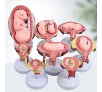 Modèle de développement du foetus humain Embryon humain, matériau PVC de haute simulation, ensemble de 8 pièces pour la formation éducative et médicale