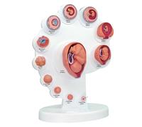 Modèle de développement du fœtus l'embryon humain 4D | Démo d'anatomie l'utérus | anatomique des étapes croissance fœtale | Outil formation médicale et d'enseignement en classe