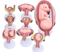 Modèle de développement embryonnaire humain, 8 pièces, modèle d'anatomie de la grossesse, avec option gémellaire, 7 stades, anatomie du fœtus et de la grossesse, for l'éducation, présentation