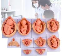 Modèle de développement fœtal à 9 Mois, 10 pièces/Ensemble, modèle de développement embryonnaire Pendant la Grossesse, Taille 1:1, Affichage segmenté, pour études médicales