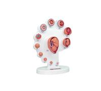 Modèle de développement fœtal composé de 21 pièces amovibles illustrant la croissance de la fécondation à 38 semaines for la biologie médicale Modèle d'organe