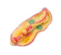 Modèle de Dissection de Lombric en Plastique pour Cours de Biologie | Exploration Tactile, Structure Détaillée, pour Plans de Cours et Démonstrations en uides Inclus
