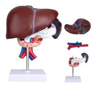 Modèle de duodénum du pancréas du foie, modèle d'anatomie du foie grandeur nature, modèle de section gastrique for l'éducation scolaire, outil d'enseignement de la biologie