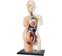 Modèle de femme enceinte translucide de 8 pouces, modèle d'anatomie du torse du squelette humain, 41 parties, tronc et fœtus détachables, for l'affichage en classe d'enseignement et