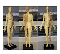 Modèle de Figure d'anatomie Féminine - Modèle de Peinture Anatomique de Squelette Humain - Modèle Anatomique Musculo-squelettique du Corps Humain de 60 Cm - pour Étude de Dessin d'artiste Mé