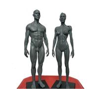 Modèle de figurine d'anatomie humaine de 11,8 pouces - Référence anatomique du squelette musculaire masculin for les artistes, les étudiants et l'enseignement