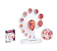 Modèle de foetus pour l'enseignement médical, modèle de processus de croissance des organes 4D, modèle de développement d'embryons d'anatomie humaine pour l'approvisionnement éducatif