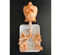 Modèle de formation à la bronchoscopie, bronchoscope en résine, modèle d'anatomie de l'arbre bronchique, ensemble de fibres bronchiques, cadeau médical, for l'enseignement des(Oral version skin color)