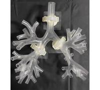 Modèle de formation à la bronchoscopie, bronchoscope en résine, modèle d'anatomie de l'arbre bronchique, ensemble de fibres bronchiques, cadeau médical, for l'enseignement des(Level 4 transparent)