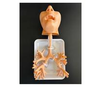 Modèle de formation à la bronchoscopie, modèle anatomique de l'arbre bronchique en résine, kit de fibres bronchiques for l'enseignement médical et la formation des infirmières en école de médecine.