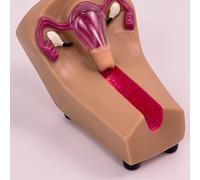 Modèle de formation à la contraception intra-utérine féminine - Simulateur de stérilet for les étudiants infirmiers en pratique obstétricale et gynécologique