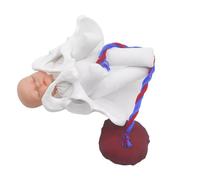 Modèle de formation à l'accouchement : mini bassin féminin avec bébé, fœtus, cordon ombilical et placenta. Simulateur éducatif pour l'enseignement et les études médicales.