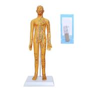 Modèle de formation d'acupuncture anatomique avec ensemble d'aiguilles pour l'étude et la pratique clinique Outil d'entraînement d'acupuncteurs