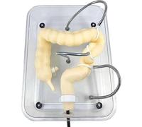 Modèle de formation de coloscopie virtuelle pour soins infirmiers médicaux - Outil de simulation réaliste d'examen du côlon pour l'éducation en soins de santé