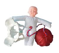 Modèle de Formation de Sage-Femme de modèle de Pelvis de Grande Vie