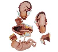 Modèle de formation obstétrique de simulateur d'accouchement fœtal pour | Simulateur d'obstétrique de livraison fœtale pour l'éducation médicale et le développement des compétences chez les