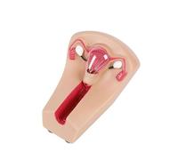 Modèle de Formation pour Dispositif Intra-utérin féminin, modèle d'utérus et d'ovaire Transparent en PVC, Guide de Formation pour l'insertion et Le Retrait du Dispositif Intra-utérin