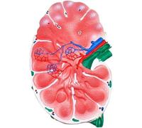 Modèle de ganglion lymphatique humain - Outil pédagogique de biologie for les cours de sciences et les études médicales