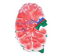 Modèle de ganglions lymphatiques, structure anatomique double face, modèles détaillés de science de l'anatomie humaine pour l'école, l'éducation médicale