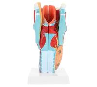 Modèle de Gorge Humaine 2x Agrandi en PVC pour Consultation | Vue Anatomique Claire, Outil Visuel de Bureau, pour Médecins et Étudiants en Soins Infirmiers