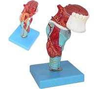 Modèle de gorge humaine, modèle de gorge, de langue et de dents, modèle anatomique en 5 parties du larynx et de la langue, avec langue, gorge, modèle d'anatomie de la thyroïde, modèle d'affichage d'en