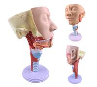 Modèle de gorge Modèle d'anatomie du muscle pharyngé de la trachée du larynx Modèle de bouche, de nez et de cavité nasale Anatomie du muscle de la langue
